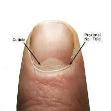 Maybe you would like to learn more about one of these? The Cuticle Should You Clip Push Or Scrape Bliss Kiss