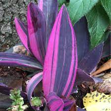 Maybe you would like to learn more about one of these? Tradescantia Pallida Pink Stripe Purple Heart Spiderwort Pink Stripe Uploaded By Franshinegee