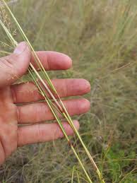 Image result for Eragrostis gummiflua