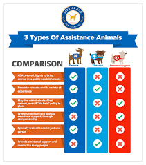 We have a comprehensive and thorough application process to qualify our recipients. What Makes A Service Dog Legal Service Dog Certifications