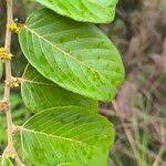 Image result for Bridelia ferruginea