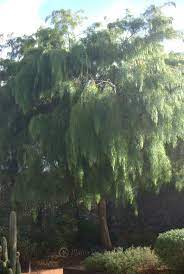 You will learn wonderful beech trees facts about, types of beech trees, information on the beech species, planting info, beech tree trivia and see images for identification of different beech tree type. The Weepiest Of Them All Acacia Cognata Mallee Design