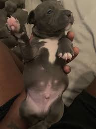 We have many years of pitbull breeding experience and are located in traverse city, mi. American Pit Bull Terrier Puppies For Sale Westland Mi 309025