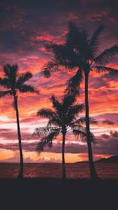 Are you about to create your professional profile on linkedin and looking for a great background? Palm Tree Sunset Wallpapers Top Free Palm Tree Sunset Backgrounds Wallpaperaccess