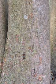 Image result for Khaya anthotheca