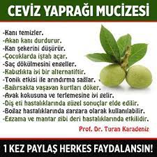 ceviz yapragi mucizesi ceviz yapraginin faydalari saymakla bitmiyor prof dr turan karadeniz sizler natural health remedies natural health natural treatments