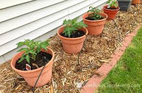 Below, i'll give you tons of. How To Choose The Best Potting Mix For Container Gardening