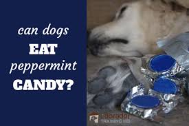 Yes, just like a human mother they eat food, they get more milk and for the mother dog she. Can Dogs Eat Peppermint Candy At Christmas Labradortraininghq