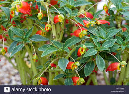Image result for Impatiens keilii