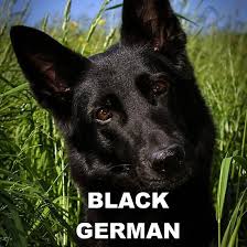 Black And Cream Colored German Shepherd German Shepherd Black Love With Picture Black German Shepherd Dog German Shepherd Colors German Shepherd Facts