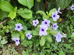 Image result for Ruellia cordata