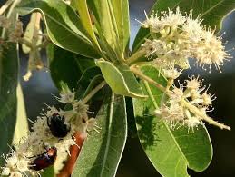 Image result for Terminalia sericea