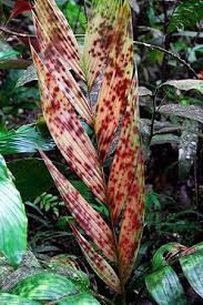 Image result for Pearsonia aristata