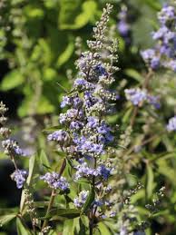 Ich lese hier hier immer was von diesen mönchspfeffer, ab wann sollte man dies nehmen? Monchspfeffer Keuschbaum Vitex Agnus Castus Var Latifolia Baumschule Horstmann