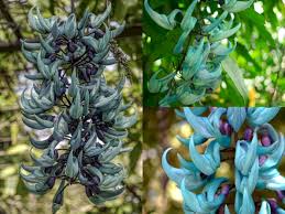 Maybe you would like to learn more about one of these? Jade Vine Bunga Hias Eksotif Dari Filipina Yang Langka Indozone Id