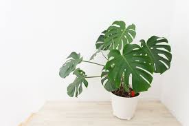 9 Popular Houseplants That Are Toxic To Cats In 2020 Buy Indoor Plants Plants Hanging Plants Diy
