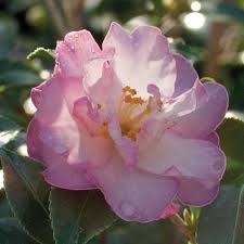 Check spelling or type a new query. Pink Camellia October Magic Orchid Camellia Plantingtree