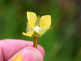 Image result for Ludwigia erecta