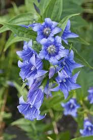 Image result for Gentiana asclepiadea alba