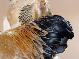 The combs and wattles on a rooster will be darker pink and they will grow faster and larger than a hen's combs and wattle. How Can I Tell If My Juvenile Bird Is A Rooster My Pet Chicken