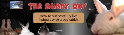 Megacolon / Mc. Photos Of Your Mc Bunnies *** | Bunny Lovers Unite | Flickr