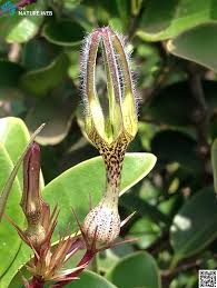 Image result for Ceropegia filipendula