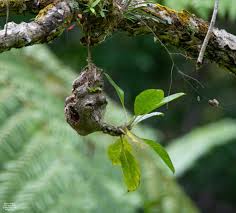 Image result for Mystacidium tanganyikense