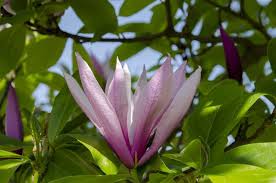 We did not find results for: Little Gem Magnolia Tree Care Gardenerdy