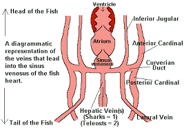 The heart passes blood into a thick muscular pump, the ventricle. Fish Circulatory System 101 How The Heart Blood Work Earth Life