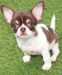 Tri Color Chihuahua Puppy Perros Chihuahua Perros Yorkie Chihuahua Bebe