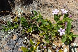 Image result for Teedia lucida