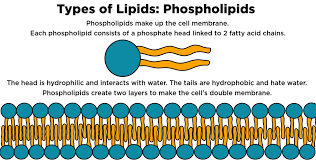 Phospholipid Structure Function Expii