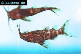 I thought that with their air bladders, that was impossible. A Forum And Guide On Keeping Upside Down Catfish Synodontis Nigriventris