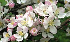 Click on an image or plant name to view the full plant profile. Spring Blossom Identification Quiz Woodland Trust