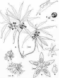 Image result for Ctenitis cirrhosa