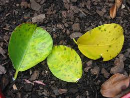 Don S Expert Answers Dick Dipladenia Plant Burke S Backyard