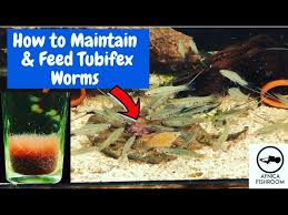 Freeze Dried Fish Food - Bloodworm Tubifex Brine Shrimp Daphnia Betta  Siamese | Ebay