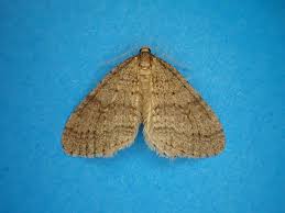 Image result for Operophtera brumata