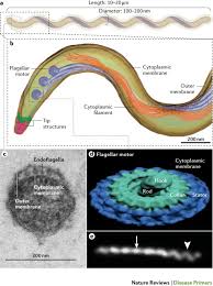 Syphilis Nature Reviews Disease Primers