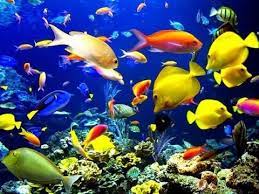 We did not find results for: Liat Ikan Ikan Di Laut Langsung Youtube