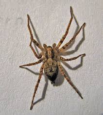 Sud de la france : Category Anyphaena Accentuata Wikimedia Commons