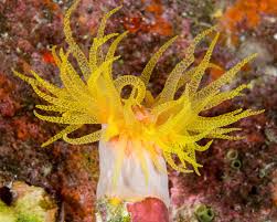 Image result for Pentarhopalopilia umbellulata