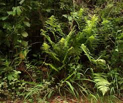 Image result for Christella hispidula