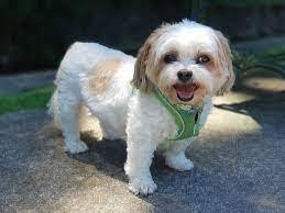 Benjamin Amankwanor's Instagram, Twitter & Facebook