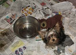 Magical, meaningful items you can't find anywhere else. Last Chance For Animals Hawaii Puppy Mill