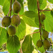Image result for Actinidia