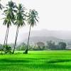 Raretv tak sangka ada sawah padi cantik di perlis, kira ni tempat terbaik malaysia lah. 1