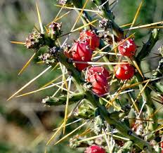 Cholla campground at roosevelt lake, is one of several campgrounds on the shores of the largest lake/reservoir located entirely in the state of arizona. Christmas Cholla Flora Plant