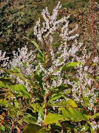 Image result for Polystachya leonardiana