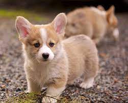 Get free puppies for now and use puppies for immediately to get % off or $ off or free shipping. Corgi Puppies For Sale Tampa Petsidi